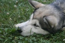 Nose deep in clover