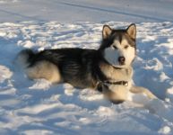 Resting in the Snow