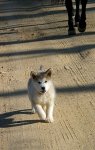 Puppy on the trail #2