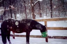 Supper in the Snow