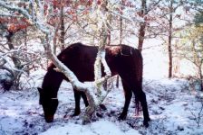 Winter at Crow Hollow